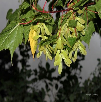 Flower of Acer acuminatum Wall. ex D.Don