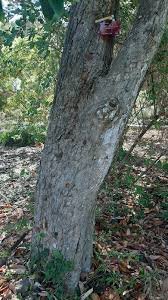 Bark of Acer oblongum Wall. ex DC.
