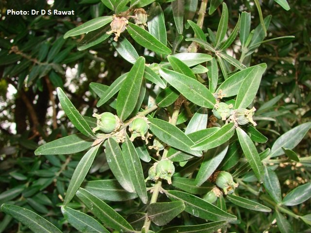 Acer oblongum Wall. ex DC.