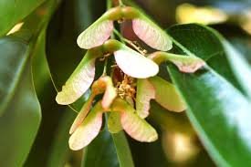 Leaves of Acer oblongum Wall. ex DC.
