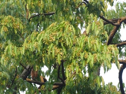 Seed of Acer oblongum Wall. ex DC.