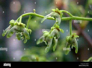 Fruit of Acer sterculiaceum
