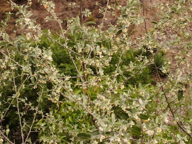 Aesculus indica (Wall. ex Cambess.) Hook.