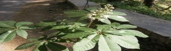 Leaves of Aesculus indica (Wall. ex Cambess.) Hook.