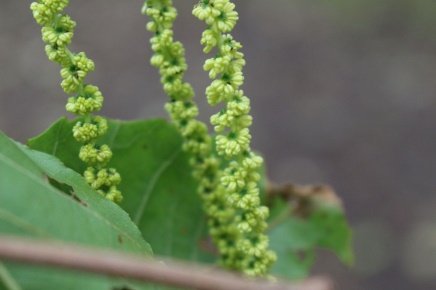 Flower of Alnus nitida (Spach) Endl.