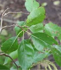 Leaves of Alnus nitida (Spach) Endl.
