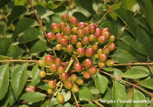 Fruit of Bergera koenigii L.