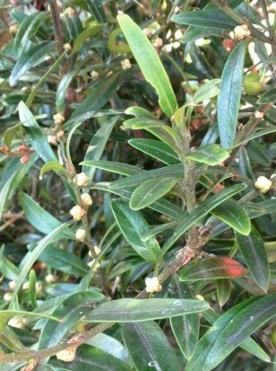 Leaves of Buxus wallichiana Baill.