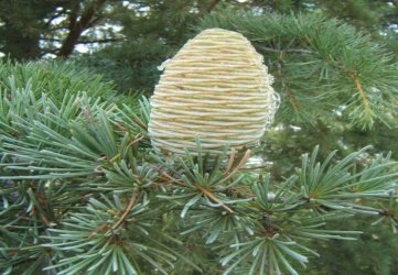 Fruit of Cedrus deodara (Roxb. ex D.Don) G.Don
