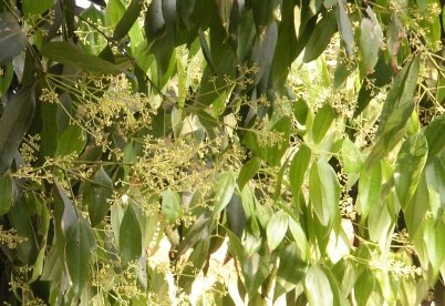 Leaves of Cinnamomum tamala (Buch.-Ham.) T.Nees & C.H.Eberm.