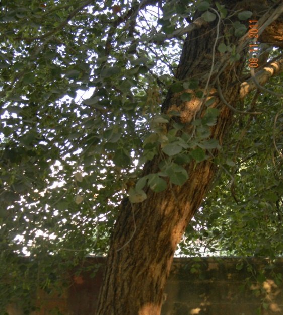 Dalbergia sissoo Roxb. ex DC.