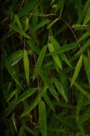 Leaves of Drepanostachyum falcatum (Nees) Keng f.