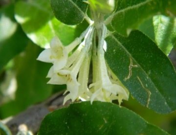 Flower of Elaeagnus umbellata Thunb