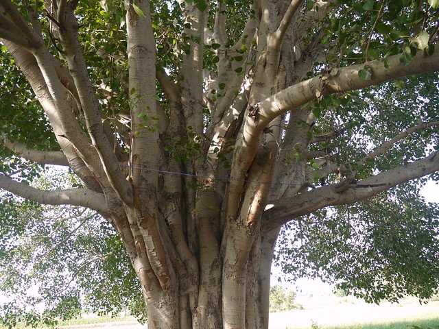 Ficus benghalensis L.