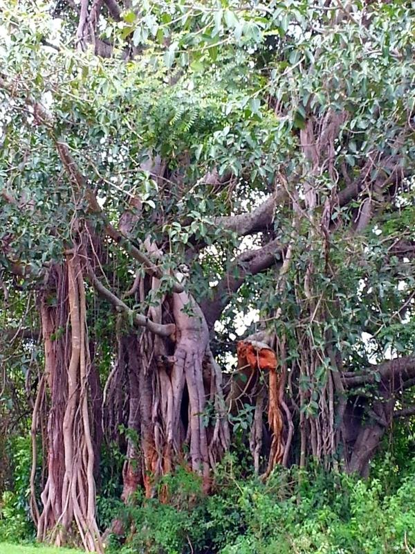 Ficus palmata Forssk.