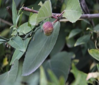 Fruit of Ficus palmata Forssk.