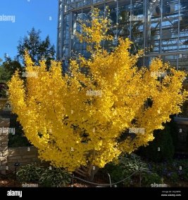 Flower of Ginkgo biloba L.