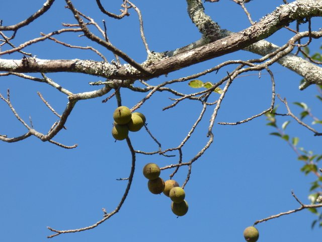 Juglans nigra L.