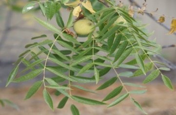 Leaves of Juglans nigra L.