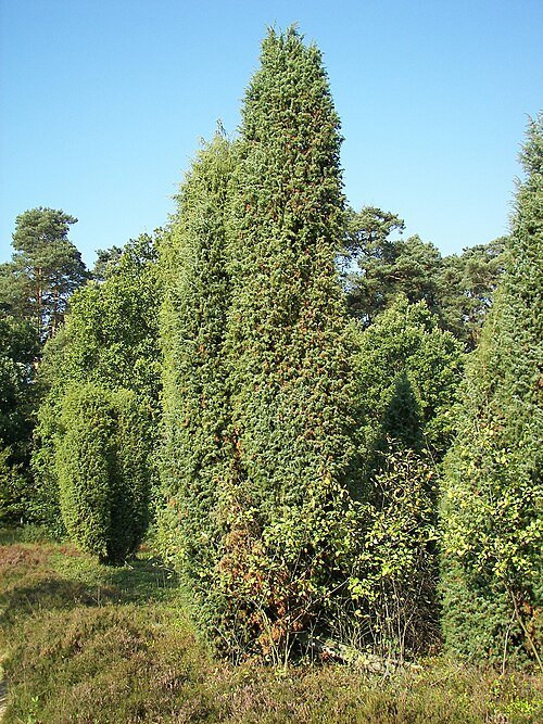 Juniperus communis L.