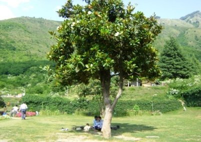Bark of Magnolia grandiflora L.