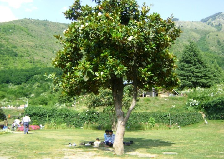 Magnolia grandiflora L.