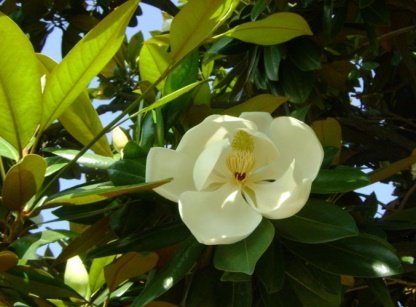 Flower of Magnolia grandiflora L.