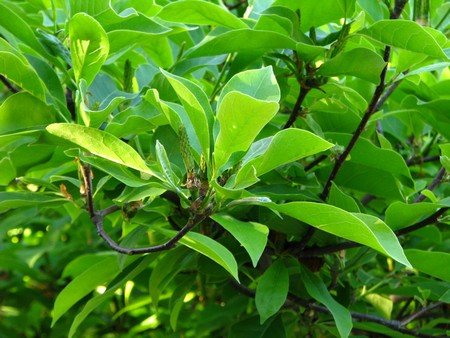 Magnolia liliiflora Desr.