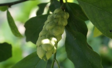 Fruit of Magnolia liliiflora Desr.