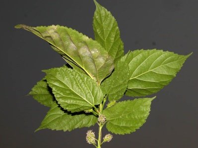 Leaves of Morus alba L.