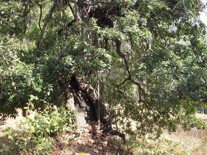 Myrica esculenta Buch.-Ham. ex D.Don