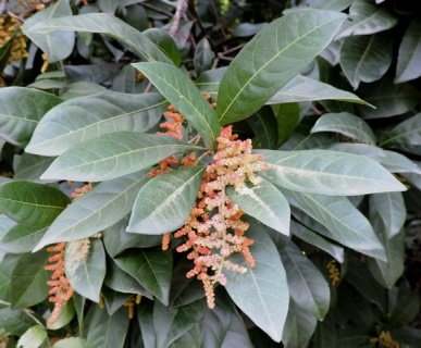 Flower of Myrica esculenta Buch.-Ham. ex D.Don