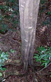 Bark of Olea paniculata R.Br.