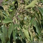 Olea paniculata R.Br.