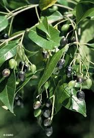 Fruit of Olea paniculata R.Br.