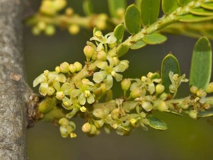 Flower of Phyllanthus emblica L.