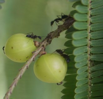 Fruit of Phyllanthus emblica L.