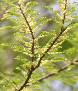 Leaves of Phyllanthus emblica L.