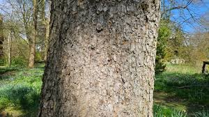 Bark of Picea smithiana (Wall.) Boiss.