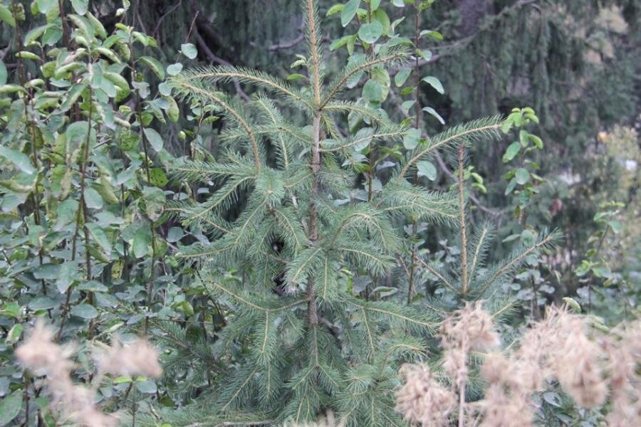 Picea smithiana (Wall.) Boiss.