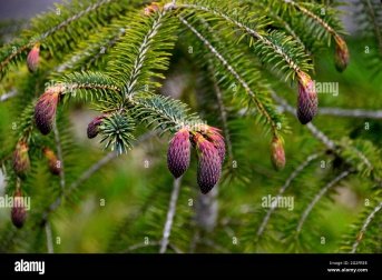 Flower of Picea smithiana (Wall.) Boiss.
