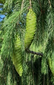 Fruit of Picea smithiana (Wall.) Boiss.