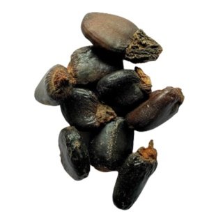 Seed of Picea smithiana (Wall.) Boiss.