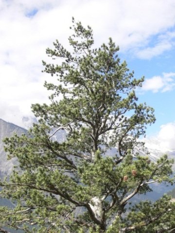 Pinus gerardiana Wall. ex D.Don