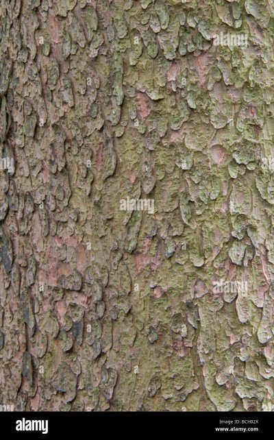 Bark of Pinus roxburghii Sarg.
