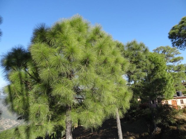 Pinus roxburghii Sarg.