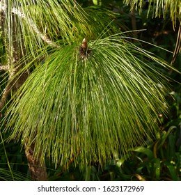 Leaves of Pinus roxburghii Sarg.