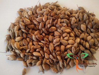 Seed of Pinus wallichiana A.B.Jacks.