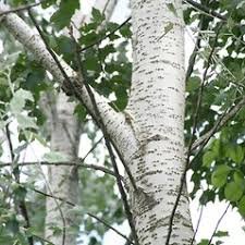 Bark of Populus alba L.