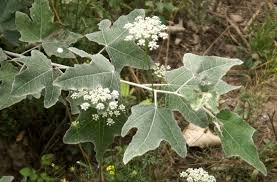 Flower of Populus alba L.